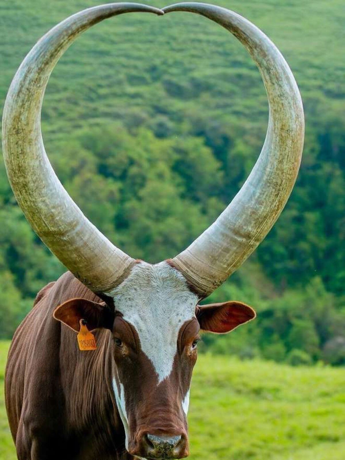 An Ankole bull with wide curved horns standing on green hills